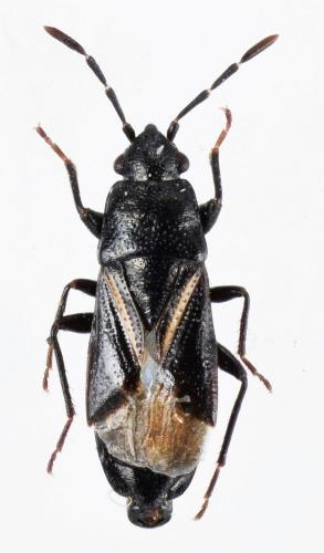 Réf. 182 093 : Aoploscelis bivirgata